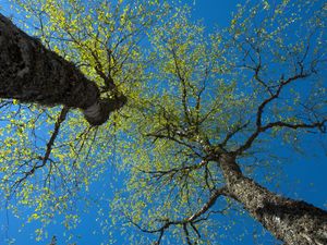 Превью обои деревья, небо, ветки, листья, лес, природа, вид снизу