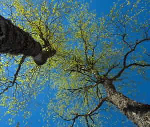 Превью обои деревья, небо, ветки, листья, лес, природа, вид снизу