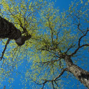 Превью обои деревья, небо, ветки, листья, лес, природа, вид снизу