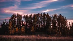 Превью обои деревья, небо, закат, трава