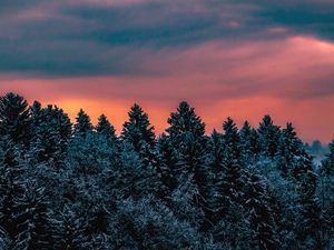 Превью обои деревья, небо, зима, заснеженный, словения
