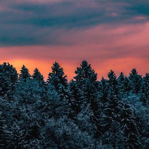 Превью обои деревья, небо, зима, заснеженный, словения