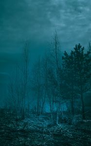Превью обои деревья, ночь, лунный свет, сумерки, мгла