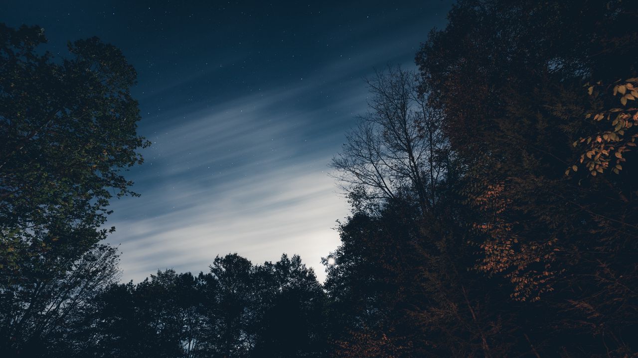 Обои деревья, ночь, небо, звезды