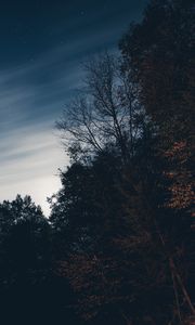 Превью обои деревья, ночь, небо, звезды