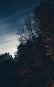 Превью обои деревья, ночь, небо, звезды
