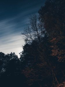 Превью обои деревья, ночь, небо, звезды