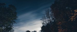 Превью обои деревья, ночь, небо, звезды