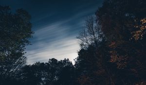 Превью обои деревья, ночь, небо, звезды