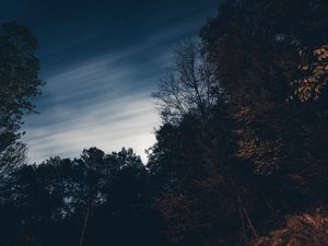 Превью обои деревья, ночь, небо, звезды