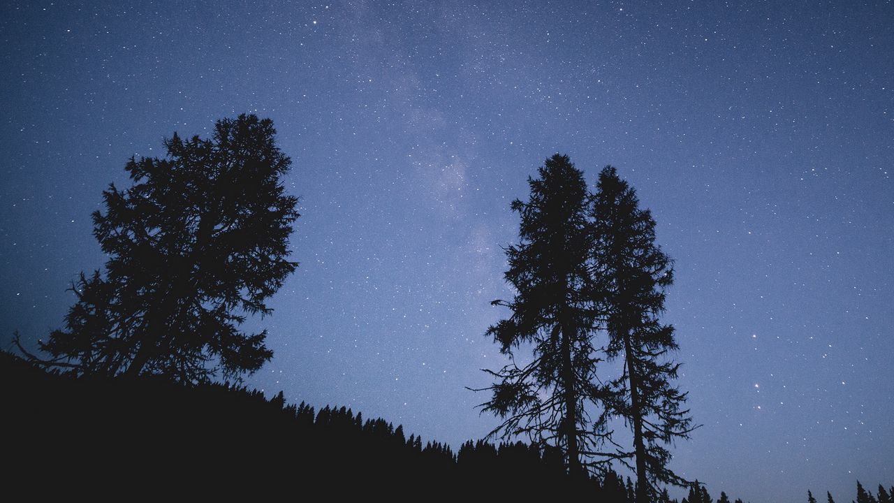Обои деревья, ночь, звездное небо, звезды