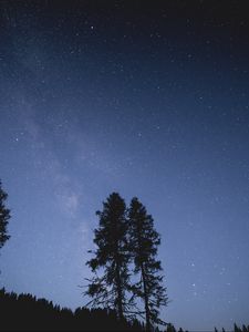 Превью обои деревья, ночь, звездное небо, звезды
