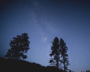 Превью обои деревья, ночь, звездное небо, звезды
