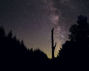 Превью обои деревья, ночь, звездное небо, звезды, силуэт