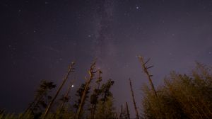 Превью обои деревья, ночь, звездное небо, звезды, вид снизу