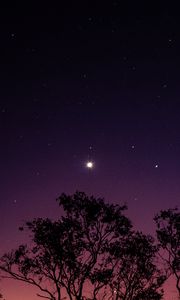 Превью обои деревья, ночь, звезды, небо, фиолетовый