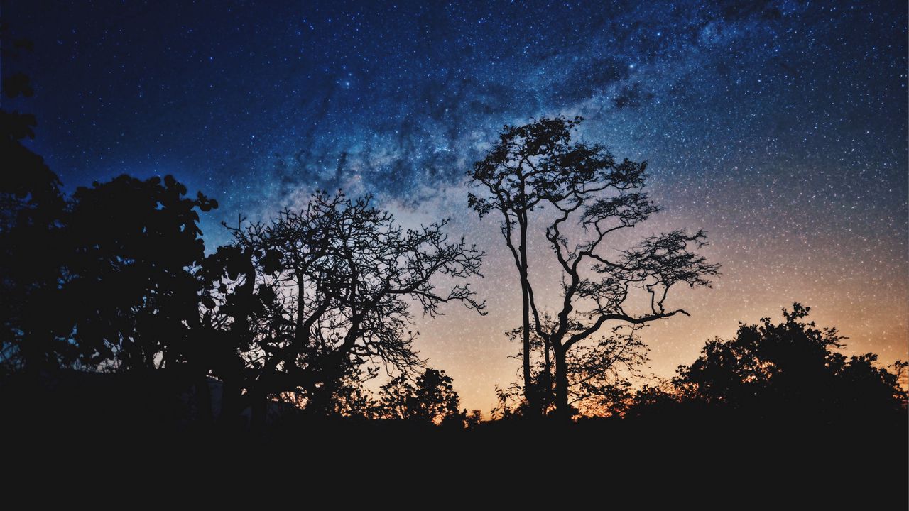 Обои деревья, ночь, звезды, небо