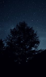 Превью обои деревья, ночь, звезды, небо, темно