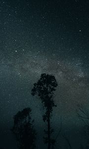 Превью обои деревья, ночь, звезды, небо, темный, темнота