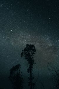 Превью обои деревья, ночь, звезды, небо, темный, темнота