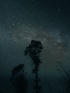 Превью обои деревья, ночь, звезды, небо, темный, темнота