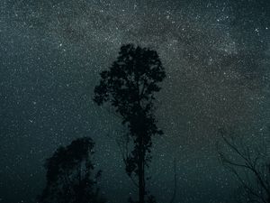 Превью обои деревья, ночь, звезды, небо, темный, темнота
