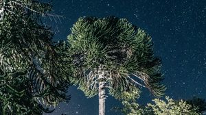 Превью обои деревья, ночь, звезды, темный