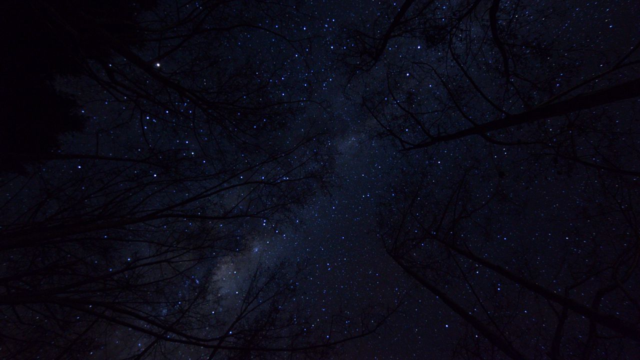 Обои деревья, ночное небо, ветки, вид снизу