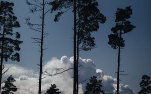 Превью обои деревья, облака, верхушки, очертания, вечер