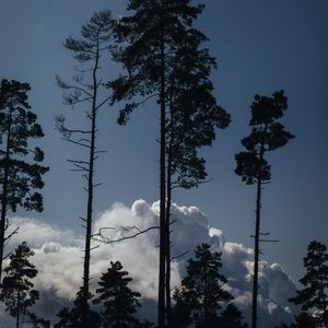 Превью обои деревья, облака, верхушки, очертания, вечер