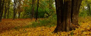 Превью обои деревья, опавшие листья, осень, пейзаж