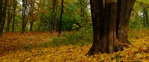 Превью обои деревья, опавшие листья, осень, пейзаж