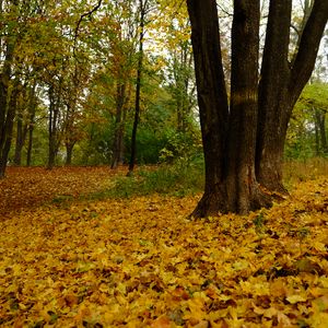 Превью обои деревья, опавшие листья, осень, пейзаж