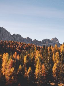 Превью обои деревья, осень, горы