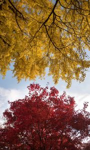 Превью обои деревья, осень, краски осени, листва