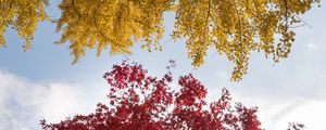 Превью обои деревья, осень, краски осени, листва
