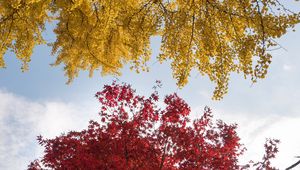 Превью обои деревья, осень, краски осени, листва