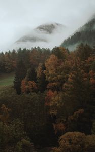 Превью обои деревья, осень, лес, туман