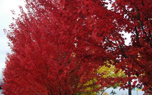 Превью обои деревья, осень, листья, красный, природа