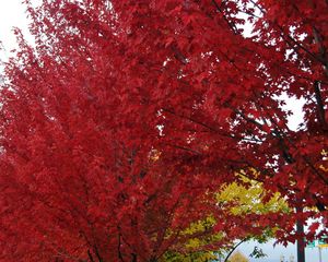 Превью обои деревья, осень, листья, красный, природа
