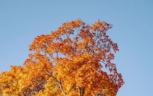 Превью обои деревья, осень, листья, природа