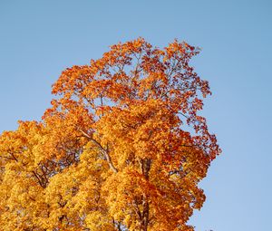 Превью обои деревья, осень, листья, природа