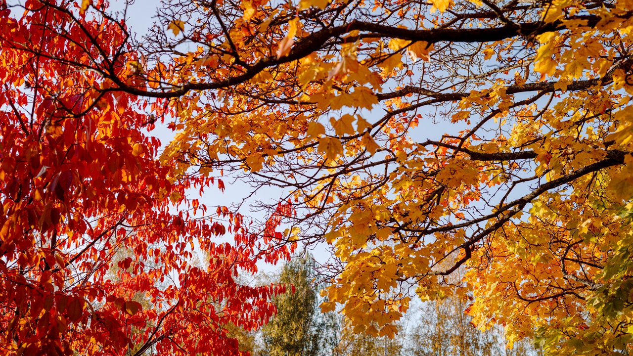 Обои деревья, осень, листья, пейзаж, природа