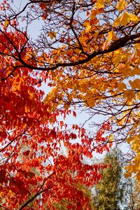 Превью обои деревья, осень, листья, пейзаж, природа