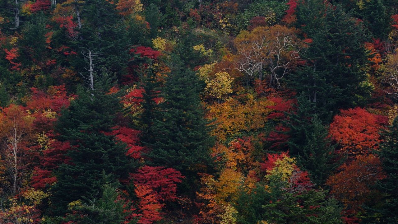 Обои деревья, осень, листья, вид сверху
