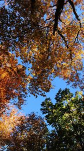 Превью обои деревья, осень, листья, небо