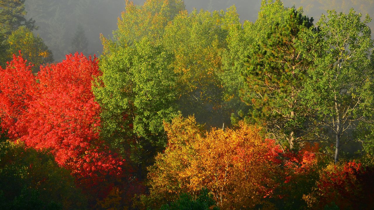 Обои деревья, осень, листва, туман