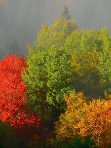 Превью обои деревья, осень, листва, туман