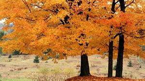 Превью обои деревья, осень, опавший
