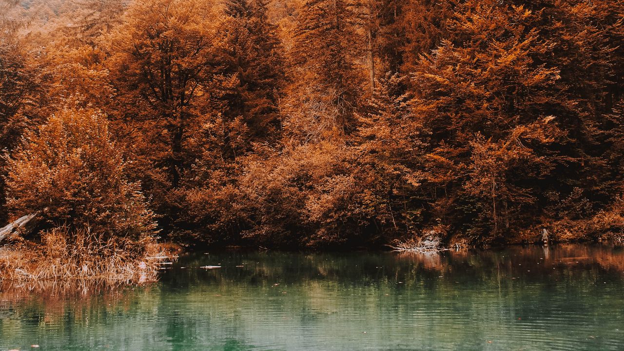Обои деревья, осень, озеро, туман, вода